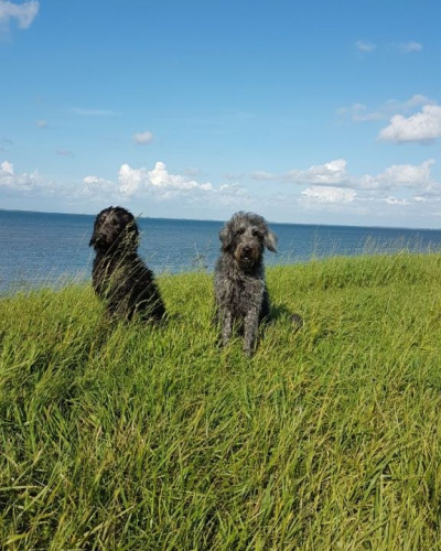 Hunde01